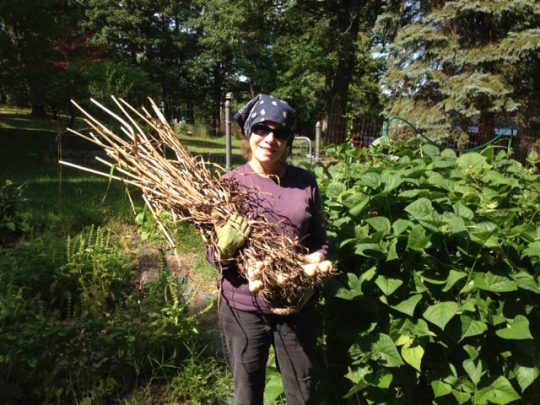 garlic harvest 2016